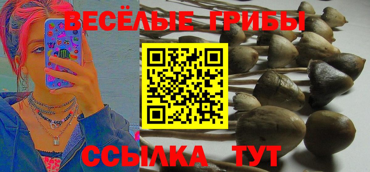 Кинель  Галлюциногенные грибы GOLDEN TEACHER  Вход с VPN 